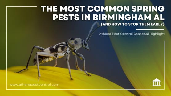 버밍햄 AL 거주 시 알아야 할 해충과 알러지 정보 - Birmingham - 1