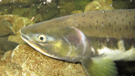 The Impact of Alaska Salmon on the Local Economy - Alaska - 1