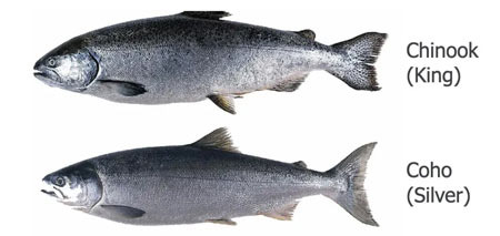 Alaska Salmon Industry - Midline System - Alaska - 1