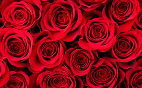 Did You Know That the Rose is the National Flower of the United States? - Los Angeles - 1