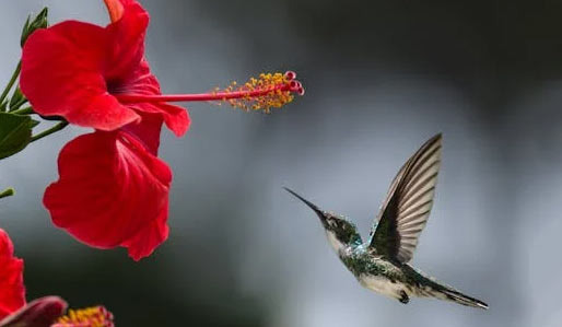 미국에서 흔히 볼 수 있는 벌새(hummingbird) - Los Angeles - 1