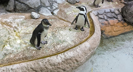 Have You Been to Adventure Aquarium? - Jersey City - 1