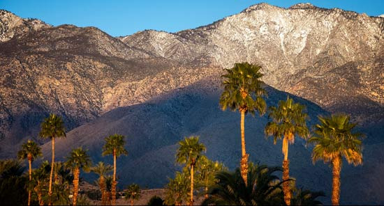 팜스프링스 에서는 팜 트리가 도시의 상징이다  - Palm Springs - 1