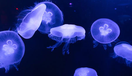 뉴포트 아쿠아리움(The Newport Aquarium) 정보 - Lexington - 1