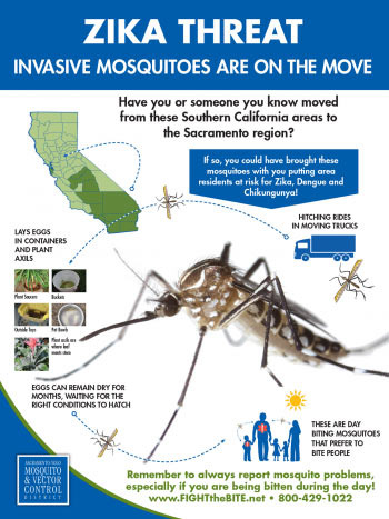 Sacramento에서 조심해야 할 벌레와 알레르기 이야기  - Sacramento - 1