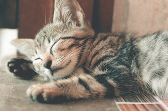 Chicago Lacks Pet-Friendly Environments - Chicago - 1