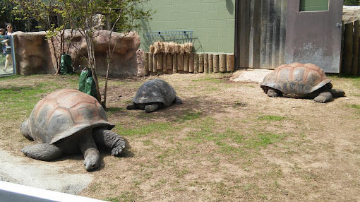 샌안토니오 동물원 (San Antonio Zoo) 방문 후기 - San Antonio - 1