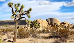 볼거리 많은 Joshua Tree National Park - Palm Springs - 1