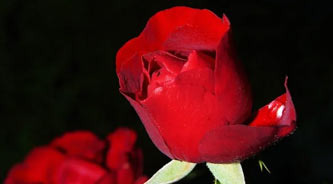 What Are the Florist Revenues and Most Popular Flowers on Valentine's Day? - Los Angeles - 1