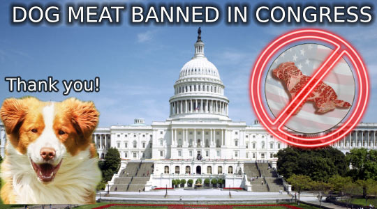 The Dog Meat Ban Law Passed in the U.S. in 2018, Later Than Expected - Palisades Park - 1