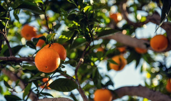Do you know how many cities are in Orange County? - Buena Park - 1