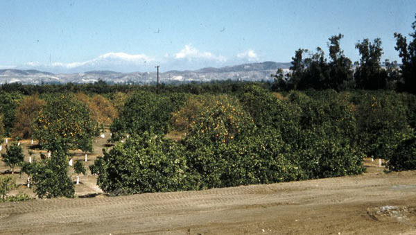 Do you know how many cities are in Orange County? - Buena Park - 3