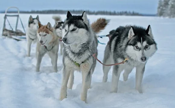 알래스카 썰매견의 주요 견종들과 경주 대회 정보들 - Alaska - 1