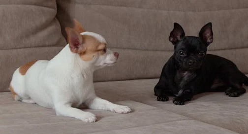 Chihuahua: One of the Most Popular Pets in the USA for 30 Years - Los Angeles - 1