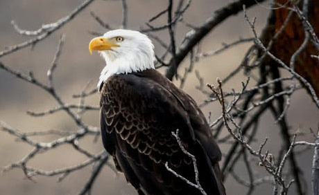 The Bald Eagle, a Symbol of America - Denver - 1