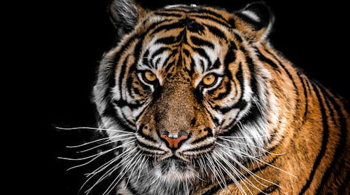 Why Can't Siberian Tigers Live in America? - Texas - 1