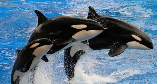 Reasons for the Increase in Orca Attacks on Humans - San Diego - 1