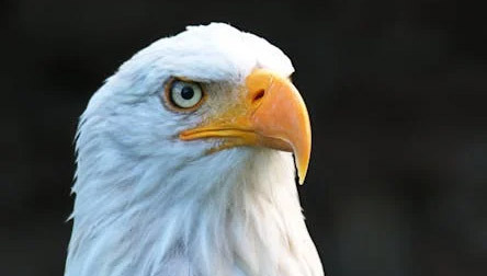 Turkey Instead of the Bald Eagle as a Symbol of America? - Plano - 1