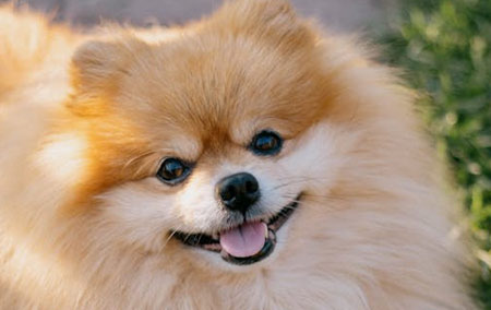 Small and Adorable Pomeranian - Raleigh - 1