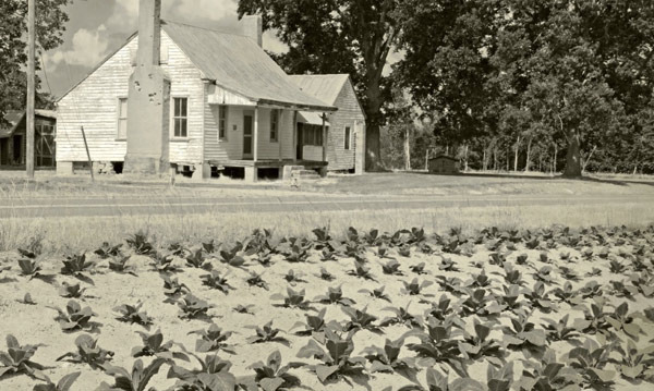 The Importance of Tobacco Farming in 1950s North Carolina Agriculture - North Carolina - 1