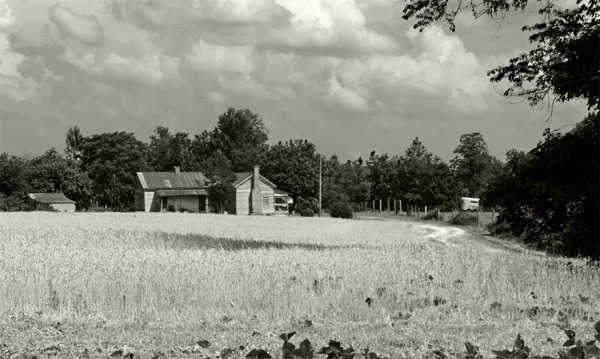 The Importance of Tobacco Farming in 1950s North Carolina Agriculture - North Carolina - 2