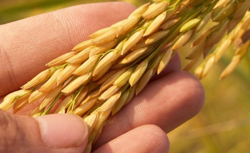 Do you know the main regions where rice is produced in the United States? - Syracuse - 1