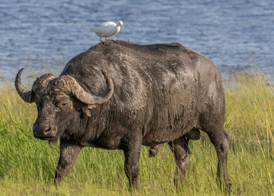 미국내에 이름이 Buffalo라는 같은 도시가 많은 이유 - Buffalo - 1