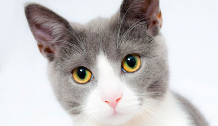 Do You Know Why Cats Are Known to Be Curious Animals? - Chicago - 1