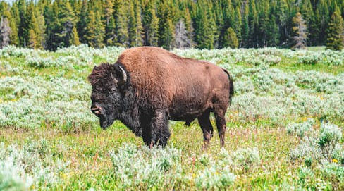 The History of the West with Bison in the American Frontier Era - Phoenix - 1