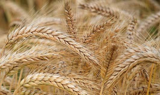 Wheat Farming in the Central and Northern Great Plains, an Important Resource for American Food - North Dakota - 1