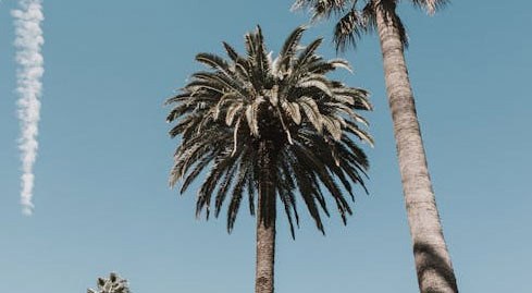 The Debate on 'Towering Fuel' Palm Trees Vulnerable to Fire and Pests - Los Angeles - 1