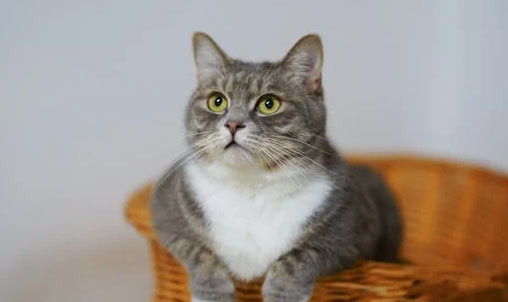 Pets? These Days, I'm the Trend! The Secret to Cats' Popularity - Los Angeles - 1