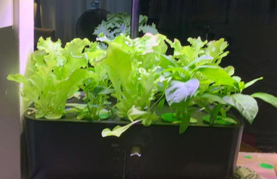 The Story of Growing Fresh Vegetables in the Heart of Downtown LA - Los Angeles - 1