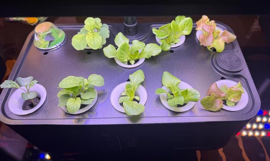 The Story of Growing Fresh Vegetables in the Heart of Downtown LA - Los Angeles - 2