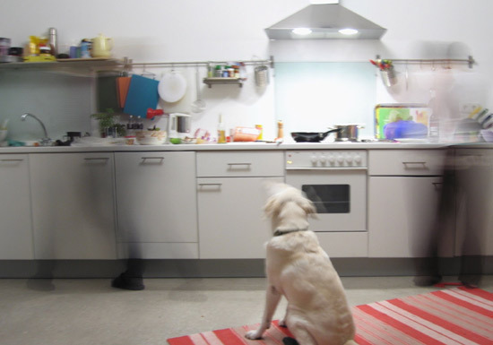 How to Manage Our Dog Who Wags Its Tail the Most in the Kitchen - Palisades Park - 1