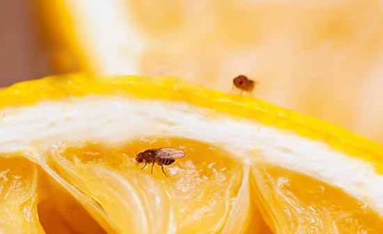 집안에 생긴 초파리(fruit fly), 대체 어디서 오는 걸까? - San Antonio - 1