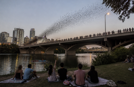 1.5 Million Bats Under the Austin Bridge: From Nuisance to Attraction - Austin - 1
