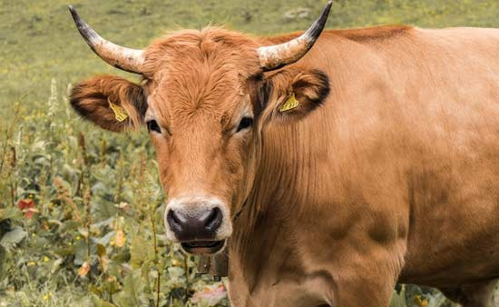 Reasons Why Beef Prices Continue to Rise Even in Texas Where Meat is Cheap - San Antonio - 1