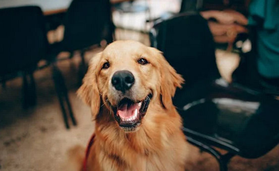 Dogs with Severe Separation Anxiety and Cats with Almost None - Austin - 1