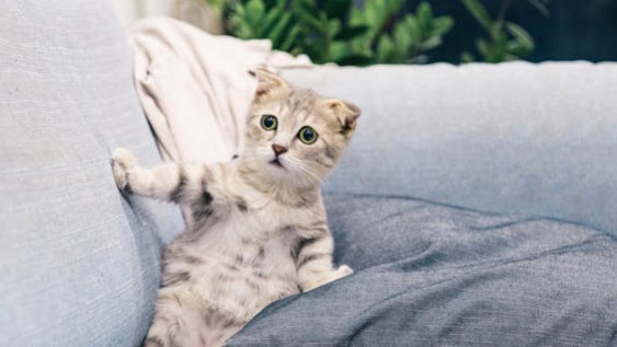 Dogs with Severe Separation Anxiety and Cats with Almost None - Austin - 2
