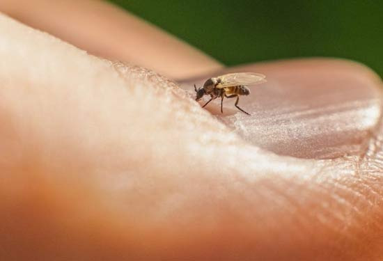 If You Get Bitten by Bugs in San Antonio in Winter, Who's the Culprit? - San Antonio - 1