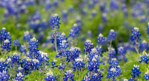 텍사스 주의 공식 꽃, 블루보넷(Bluebonnet) - Texas - 1