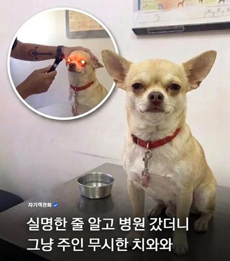 요즘 개들은 마음이 아프다? 강아지 정신건강까지 챙기는 시대 - Fullerton - 1