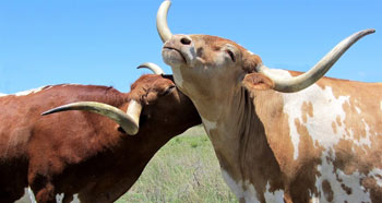 텍사스는 미국에서 가장 많은 소를 키우는 주 - Texas - 1