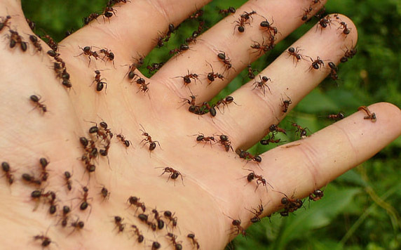Should You Call an Expert for Fire Ants Suddenly Appearing in Your Backyard? - Dallas - 1