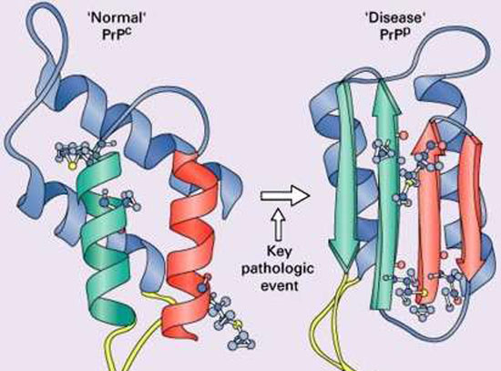 단백질 디자인(Protein design)이 불치병을 치료할날이 올까? - Palisades Park - 1