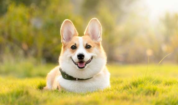A Short-Legged Welsh Corgi's Diary of Living Together: Stoic Yet Affectionate - Blue Bell - 1