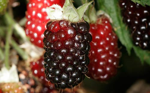 Boysenberry, 부에나파크가 세상에 내놓은 과일 - Buena Park - 1