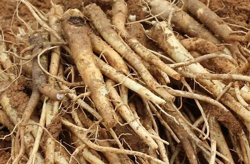 Do You Know Why Eating Bellflower is Good for Your Bronchial Health? - Lansdale - 1