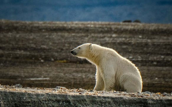 알래스카 북극곰의 주요 서식지는 어디인가요? - Alaska - 1